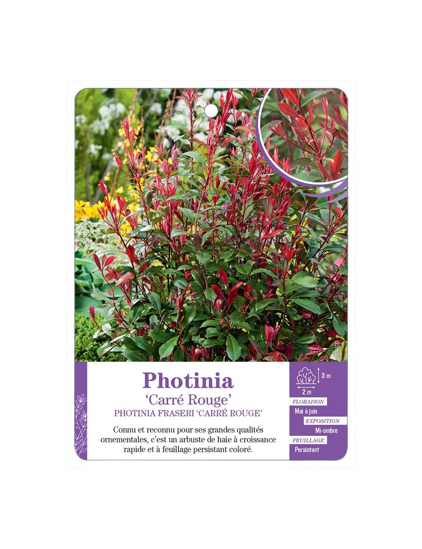 PHOTINIA FRASERI CARRÉ ROUGE