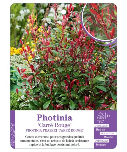 PHOTINIA FRASERI CARRÉ ROUGE