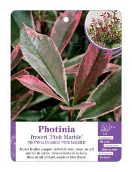 PHOTINIA FRASERI PINK MARBLE