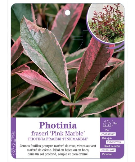 PHOTINIA FRASERI PINK MARBLE