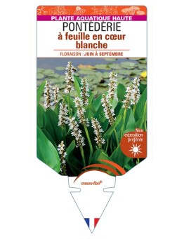 PONTEDERIA cordata Alba voir Pontédérie à feuille en cœur blanche