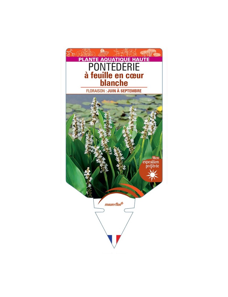 PONTEDERIA cordata Alba voir Pontédérie à feuille en cœur blanche