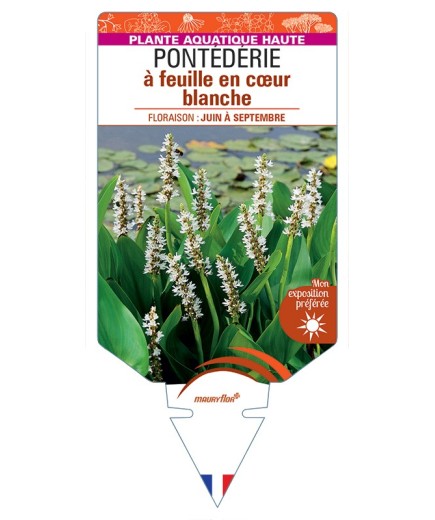 PONTEDERIA cordata Alba voir Pontédérie à feuille en cœur blanche