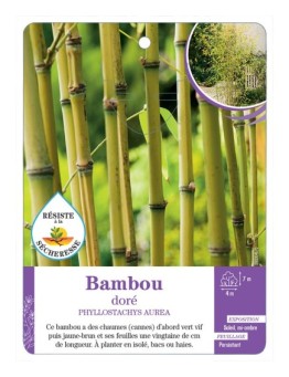 PHYLLOSTACHYS AUREA voir Bambou doré