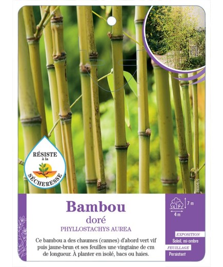 PHYLLOSTACHYS AUREA voir Bambou doré