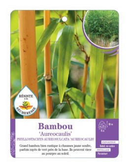PHYLLOSTACHYS AUREOSULCATA AUREOCAULIS voir Bambou