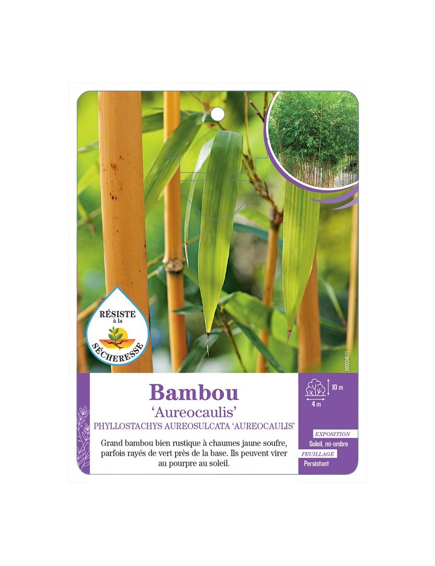 PHYLLOSTACHYS AUREOSULCATA AUREOCAULIS voir Bambou
