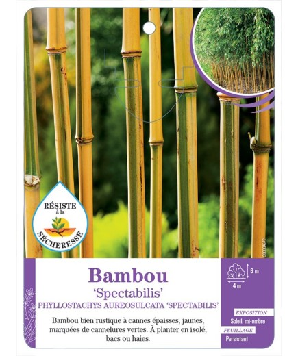 PHYLLOSTACHYS AUREOSULCATA SPECTABILIS voir Bambou