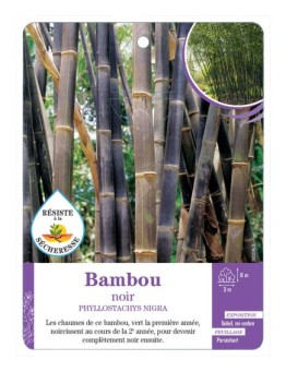 PHYLLOSTACHYS NIGRA voir Bambou noir