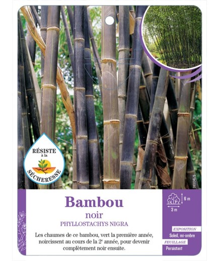 PHYLLOSTACHYS NIGRA voir Bambou noir