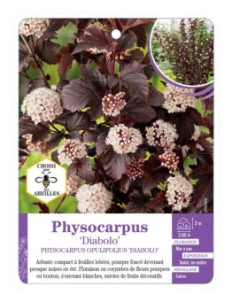 PHYSOCARPUS OPULIFOLIUS DIABOLO
