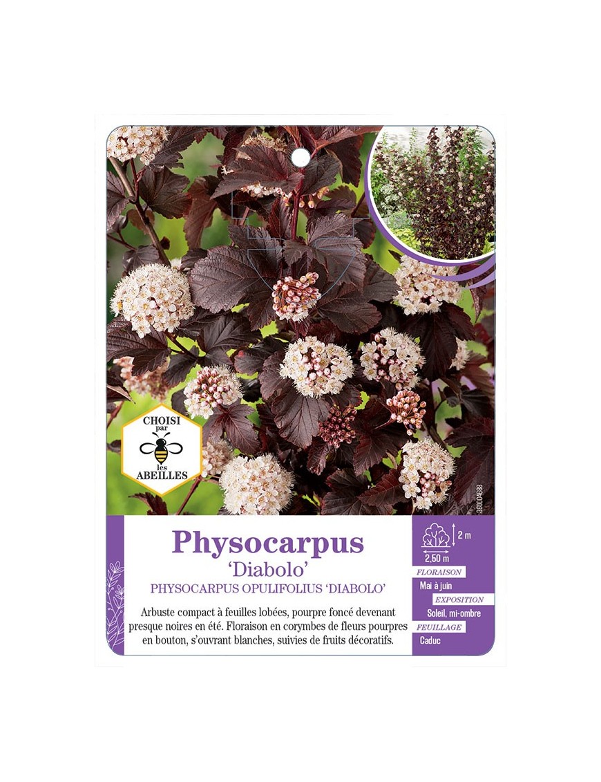 PHYSOCARPUS OPULIFOLIUS DIABOLO