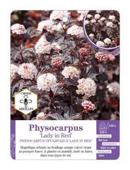 PHYSOCARPUS OPULIFOLIUS LADY IN RED