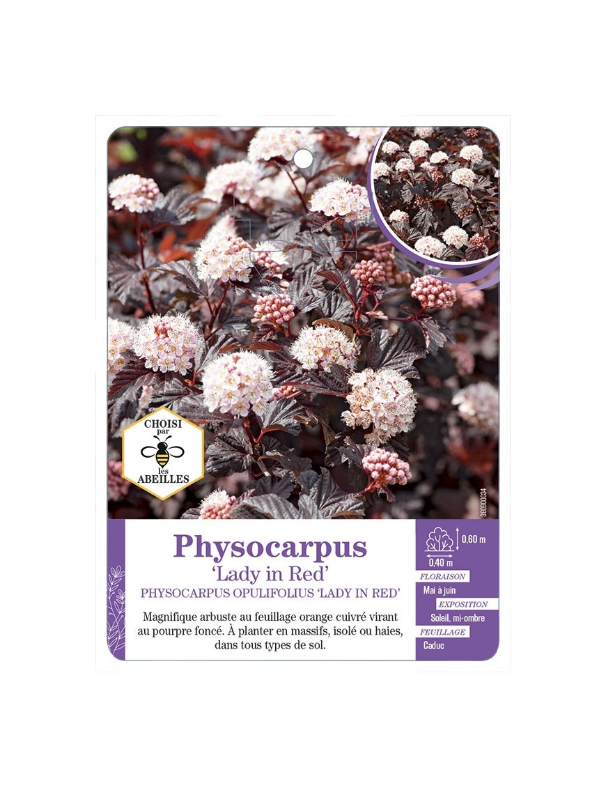 PHYSOCARPUS OPULIFOLIUS LADY IN RED
