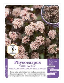 PHYSOCARPUS OPULIFOLIUS LITTLE JOCKER
