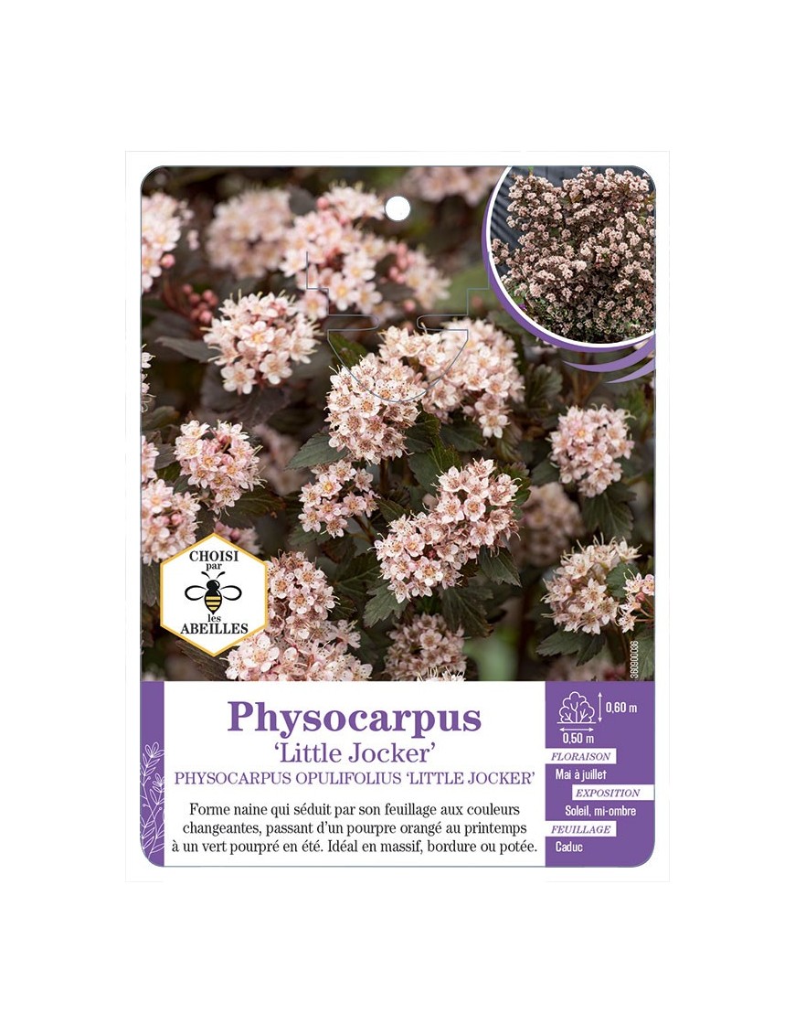 PHYSOCARPUS OPULIFOLIUS LITTLE JOCKER