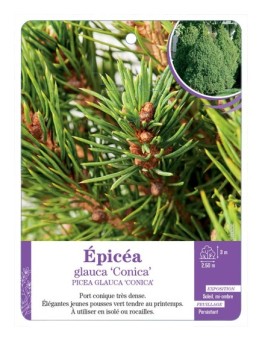 PICEA GLAUCA CONICA voir Épicéa
