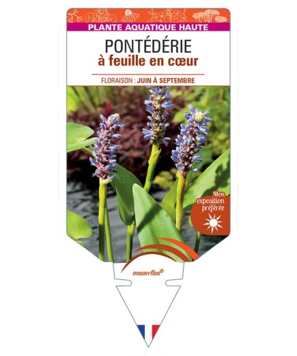 PONTEDERIA cordata voir Pontédérie à feuille en cœur