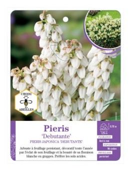 PIERIS JAPONCIA DEBUTANTE