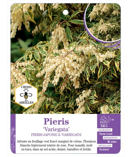 PIERIS JAPONCIA VARIEGATA