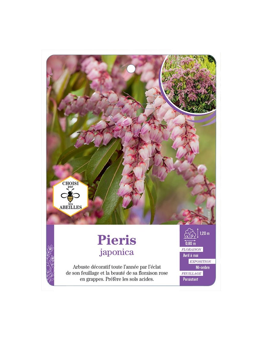 PIERIS japonica (rose)