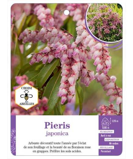 PIERIS japonica (rose)