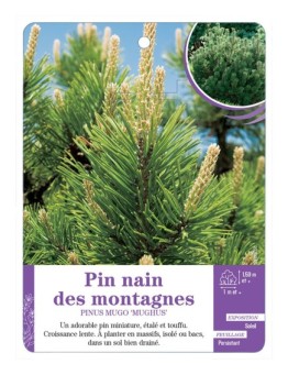 PINUS MUGO MUGHUS voir Pin nain des montagnes