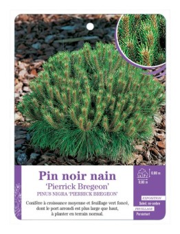 PINUS NIGRA PIERRICK BREGEON voir Pin noir nain