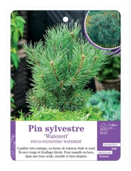 PINUS SYLVESTRIS WATERERI voir Pin sylvestre