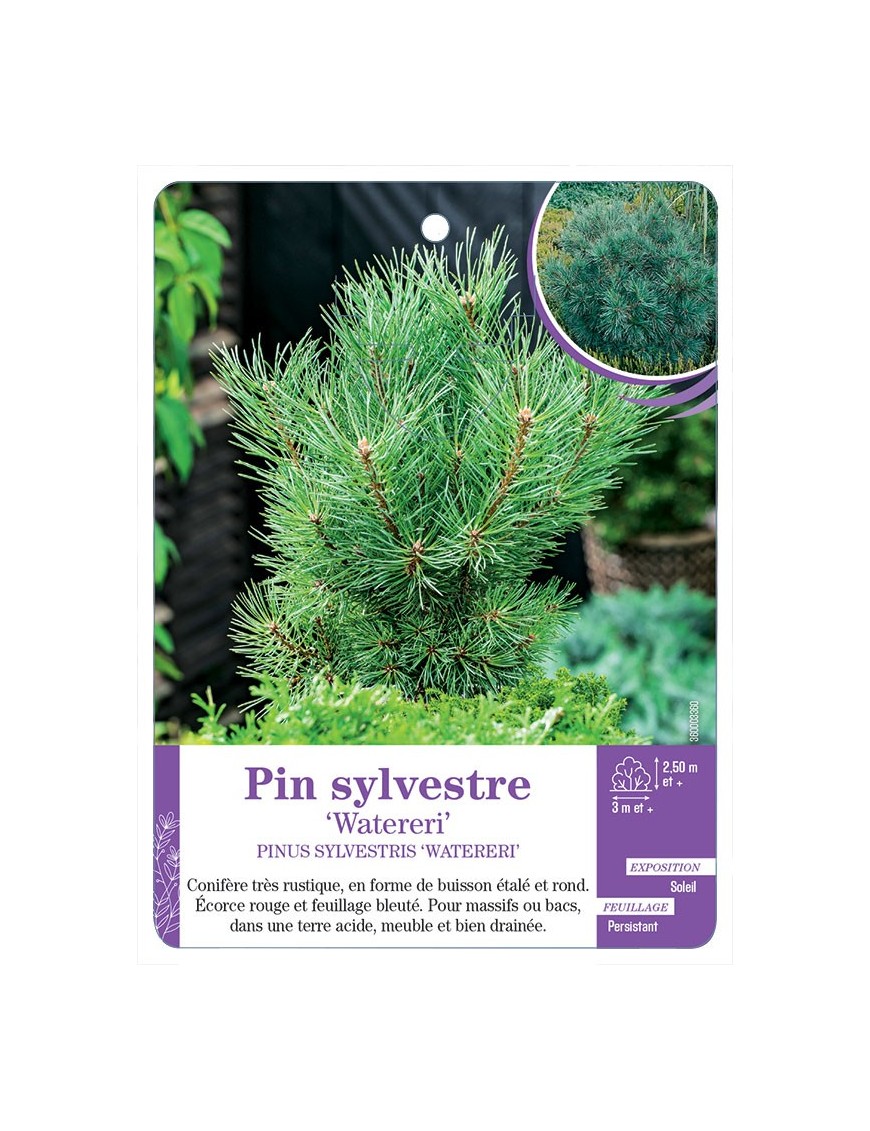 PINUS SYLVESTRIS WATERERI voir Pin sylvestre