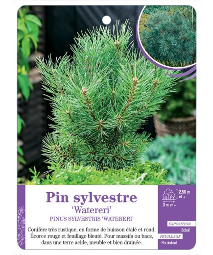 PINUS SYLVESTRIS WATERERI voir Pin sylvestre
