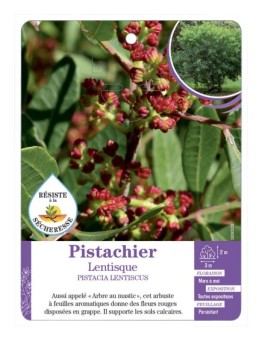 PISTACIA LENTISCUS voir Pistachier Lentisque