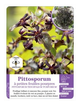 PITTOSPORUM TENUIFOLIUM PURPUREUM voir Pittosporum à petites feuilles pourpres