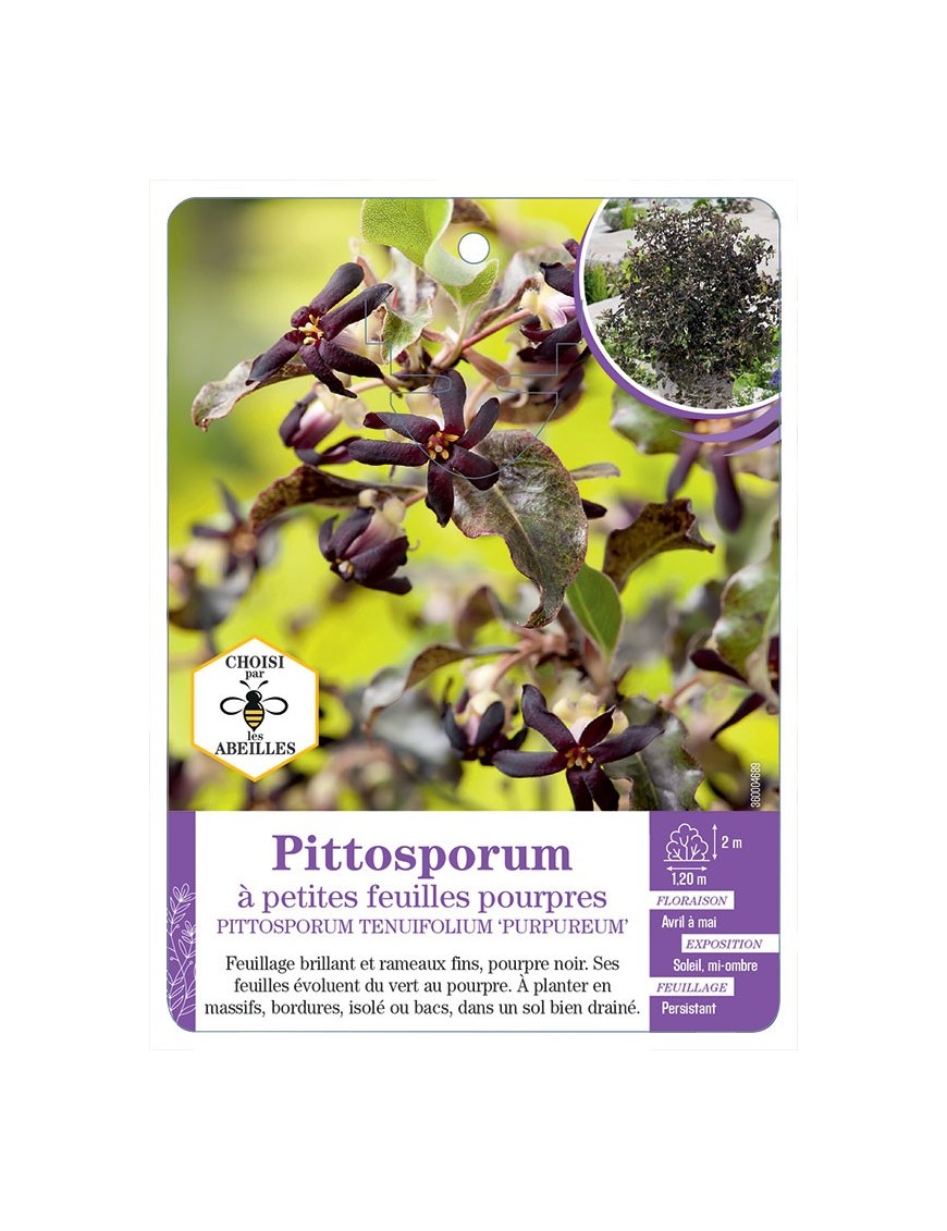 PITTOSPORUM TENUIFOLIUM PURPUREUM voir Pittosporum à petites feuilles pourpres