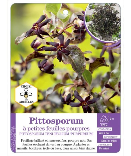 PITTOSPORUM TENUIFOLIUM PURPUREUM voir Pittosporum à petites feuilles pourpres