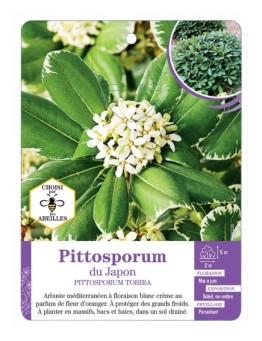 PITTOSPORUM TOBIRA du Japon