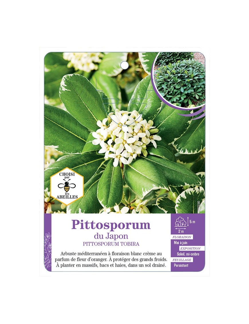 PITTOSPORUM TOBIRA du Japon