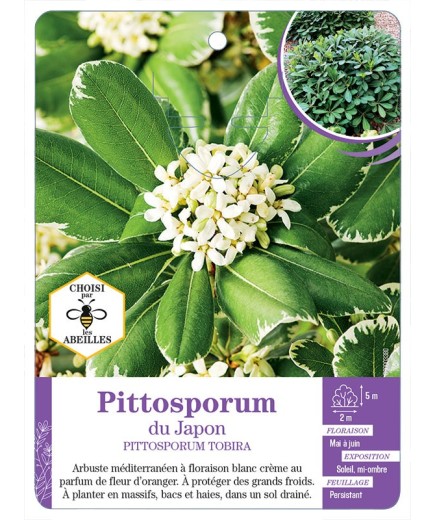 PITTOSPORUM TOBIRA du Japon