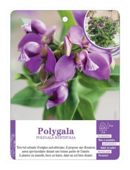 POLYGALA MYRTIFOLIA