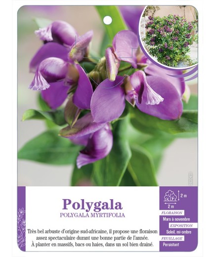 POLYGALA MYRTIFOLIA