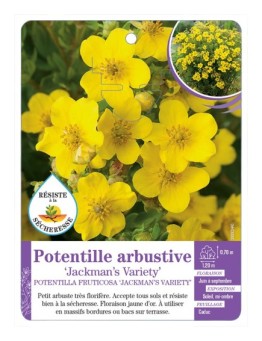 POTENTILLA FRUTICOSA JACKMAN S VARIETY voir Potentille arbustive