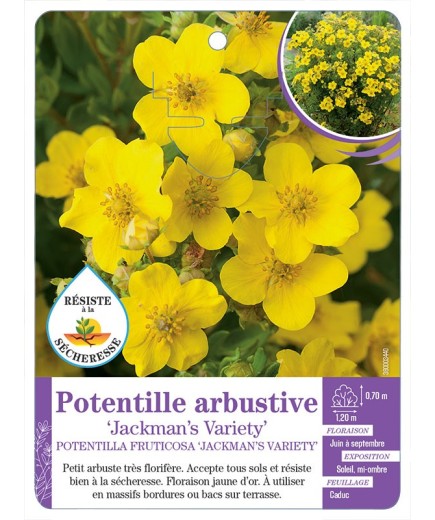 POTENTILLA FRUTICOSA JACKMAN S VARIETY voir Potentille arbustive