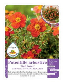 POTENTILLA FRUTICOSA RED JOKER voir Potentille arbustive