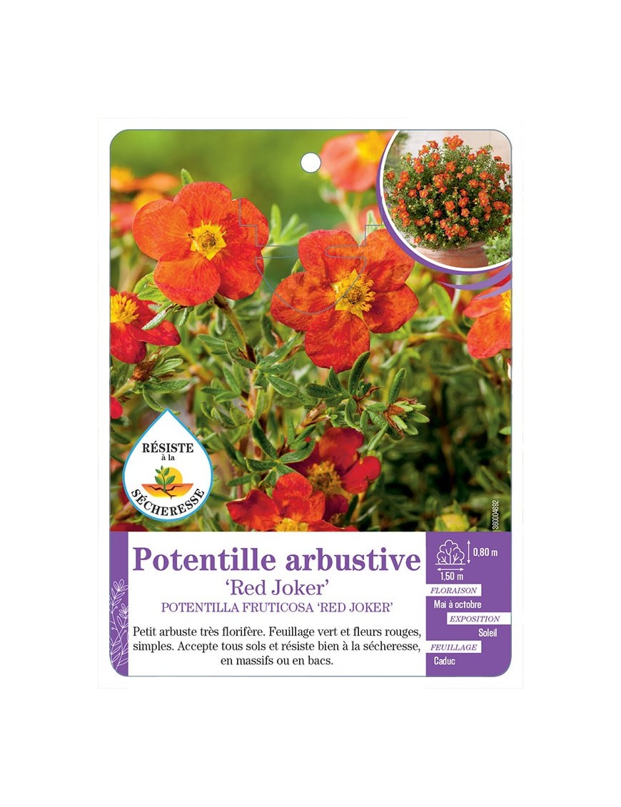 POTENTILLA FRUTICOSA RED JOKER voir Potentille arbustive