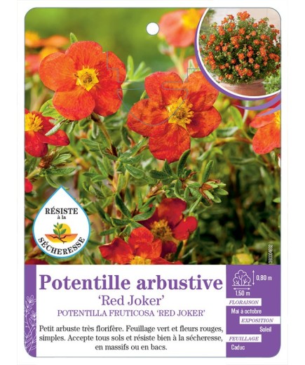 POTENTILLA FRUTICOSA RED JOKER voir Potentille arbustive