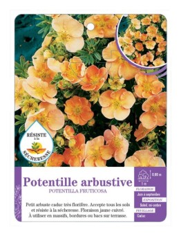 POTENTILLA FRUTICOSA voir Potentille arbustive (jaune et cuivre)