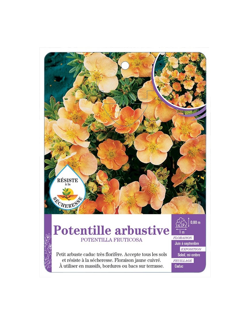 POTENTILLA FRUTICOSA voir Potentille arbustive (jaune et cuivre)