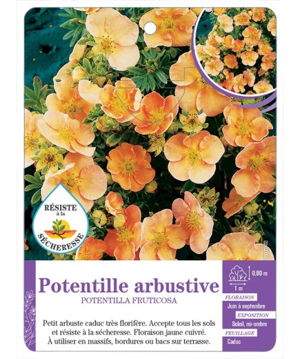 POTENTILLA FRUTICOSA voir Potentille arbustive (jaune et cuivre)