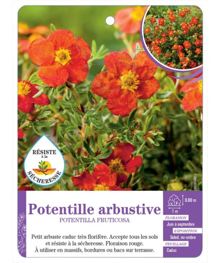 POTENTILLA FRUTICOSA voir Potentille arbustive (rouge)