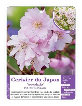 PRUNUS ACCOLADE voir Cerisier du Japon